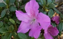 Autumn Lilac Encore Azalea - 1 Gallon Pot -Foxtail Plant Shop encore azalea autumnlilac