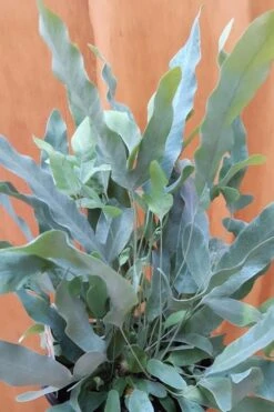 Blue Star Fern - 1 Gallon Pot -Foxtail Plant Shop fern blue star 500x750 1