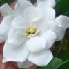 Fall In Love Cold Hardy Gardenia - 1 Gallon Pot 13 Fall In Love Cold Hardy Gardenia - 1 Gallon Pot -Foxtail Plant Shop gardenia Fall In Love WB 500x750 1