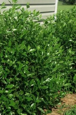 August Beauty Gardenia - 3 Gallon Pot -Foxtail Plant Shop gardenia august beauty 5 2