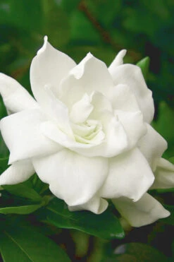 August Beauty Gardenia (Single Trunk Topiary Tree) - 5 Gallon Pot -Foxtail Plant Shop gardenia august beauty 5 500x750 2