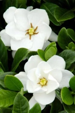 Buttons Gardenia - 3 Gallon Pot -Foxtail Plant Shop gardenia buttons 1