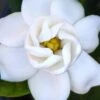 Buttons Gardenia - 1 Gallon Pot -Foxtail Plant Shop gardenia buttons 2 2