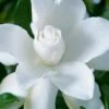 Celestial Star Gardenia - 1 Gallon Pot 9 Celestial Star Gardenia - 1 Gallon Pot -Foxtail Plant Shop gardenia celestial star 1