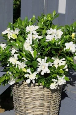 Celestial Star Gardenia - 1 Gallon Pot 8 Celestial Star Gardenia - 1 Gallon Pot -Foxtail Plant Shop gardenia celestial star 3