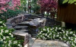 Celestial Star Gardenia - 1 Gallon Pot 9 Celestial Star Gardenia - 1 Gallon Pot -Foxtail Plant Shop gardenia celestial star 5