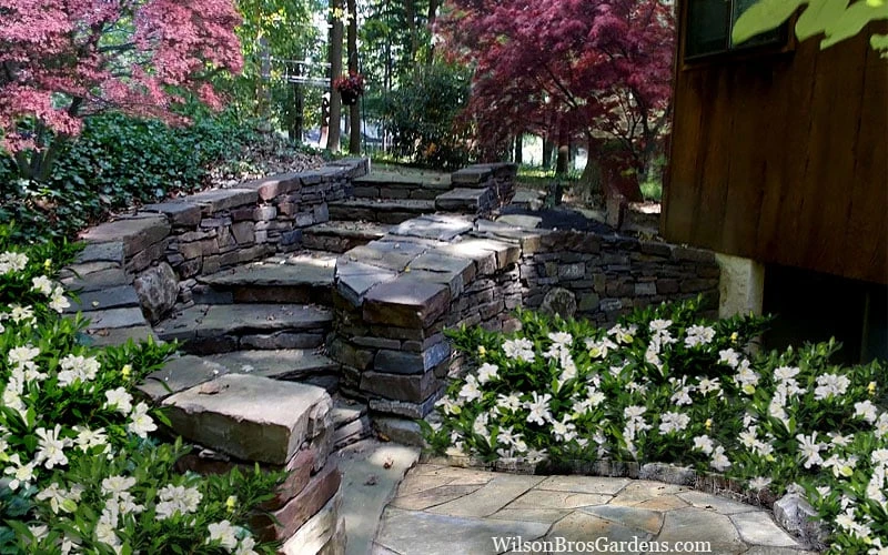 Celestial Star Gardenia - 1 Gallon Pot 5 Celestial Star Gardenia - 1 Gallon Pot - Image 5