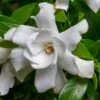 Fool Proof Gardenia - 3 Gallon Pot 10 Fool Proof Gardenia - 3 Gallon Pot -Foxtail Plant Shop gardenia fool proof 1 1