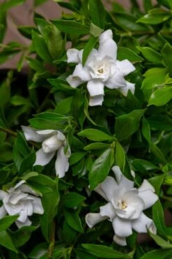 Fool Proof Gardenia - 2 Gallon Pot -Foxtail Plant Shop gardenia fool proof 4