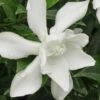 Frost Proof Gardenia - 3 Gallon Pot -Foxtail Plant Shop gardenia frost proof 15