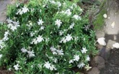 Frost Proof Gardenia - 1 Gallon Pot -Foxtail Plant Shop gardenia frost proof 50 2