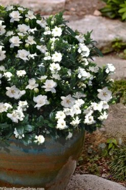 Buttons Gardenia - 6 Pack Of 1 Gallon Pots -Foxtail Plant Shop gardenia jasminoides buttons 10 1