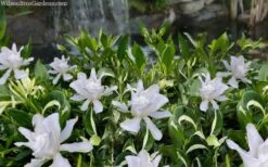 Crescent Moon Dwarf Gardenia - 1 Gallon Pot -Foxtail Plant Shop gardenia jasminoides crescent moon dwarf creeping 2