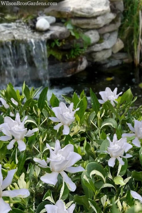 Crescent Moon Dwarf Gardenia - 6 Pack Of 1 Gallon Pots 1 Crescent Moon Dwarf Gardenia - 6 Pack Of 1 Gallon Pots