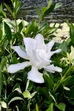 Crescent Moon Dwarf Gardenia - 6 Pack Of 1 Gallon Pots 8 Crescent Moon Dwarf Gardenia - 6 Pack Of 1 Gallon Pots -Foxtail Plant Shop gardenia jasminoides crescent moon dwarf creeping 6 1