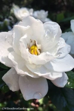 Crown Jewel Gardenia - 1 Gallon Pot 13 Crown Jewel Gardenia - 1 Gallon Pot -Foxtail Plant Shop gardenia jasminoides crown jewel 11 1