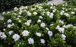 Crown Jewel Gardenia - 6-Pack Of 1 Gallon Pots -Foxtail Plant Shop gardenia jasminoides crown jewel 12