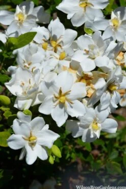 Snow Flurry Hardy Gardenia - 1 Gallon Pot -Foxtail Plant Shop gardenia jasminoides snow flurry 2