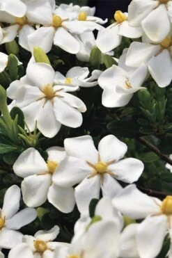 Snow Girl Hardy Dwarf Gardenia - 3 Gallon Pot -Foxtail Plant Shop gardenia jasminoides snow girl 1