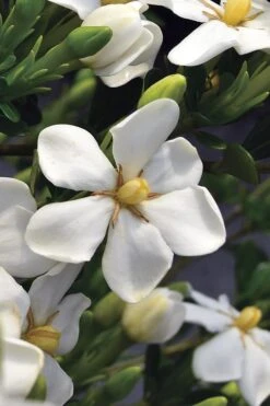 Snow Girl Hardy Dwarf Gardenia - 3 Gallon Pot -Foxtail Plant Shop gardenia jasminoides snow girl 2