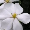 Snow Girl Hardy Dwarf Gardenia - 3 Gallon Pot -Foxtail Plant Shop gardenia jasminoides snow girl 4