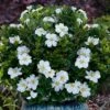 Snow Globe Gardenia - 1 Gallon Pot -Foxtail Plant Shop gardenia jasminoides snow globe 1 1