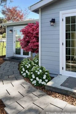 Snow Globe Gardenia - 1 Gallon Pot -Foxtail Plant Shop gardenia jasminoides snow globe 3 1