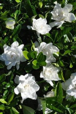Snow Puff Hardy Gardenia - 7 Gallon Pot -Foxtail Plant Shop gardenia jasminoides snow puff 2