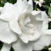 Snow Puff Hardy Gardenia - 7 Gallon Pot -Foxtail Plant Shop gardenia jasminoides snow puff 4