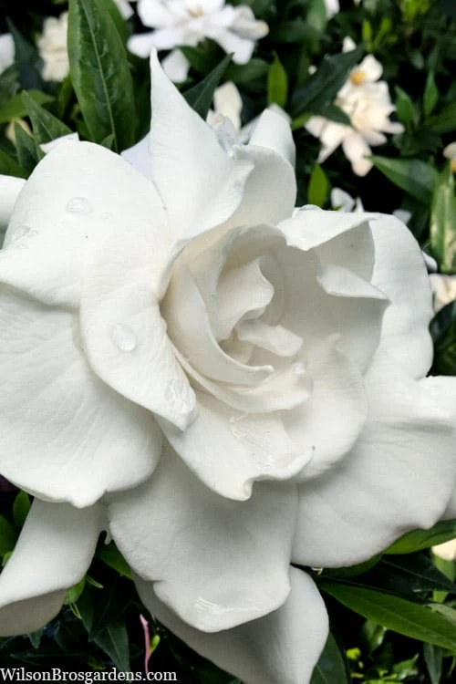Snow Puff Hardy Gardenia - 1 Gallon Pot 1 Snow Puff Hardy Gardenia - 1 Gallon Pot