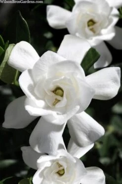 Steady As She Goes Hardy Gardenia - 3 Gallon Pot -Foxtail Plant Shop gardenia jasminoides steady as she goes 1