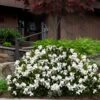 Steady As She Goes Hardy Gardenia - 3 Gallon Pot -Foxtail Plant Shop gardenia jasminoides steady as she goes 3