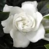 Summer Snow Gardenia - 3 Gallon Pot -Foxtail Plant Shop gardenia jasminoides summer snow 12