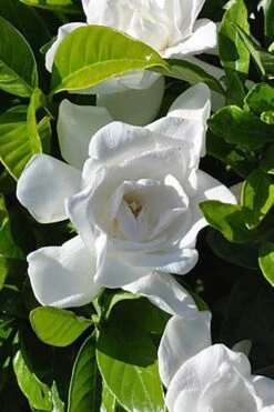 Summer Snow Gardenia - 3 Gallon Pot -Foxtail Plant Shop gardenia jasminoides summer snow 4