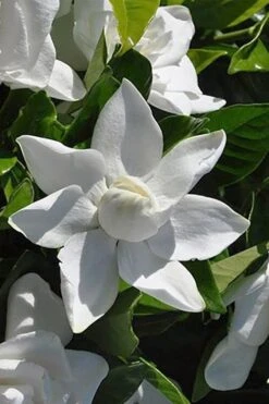 Summer Snow Gardenia - 3 Gallon Pot -Foxtail Plant Shop gardenia jasminoides summer snow 5