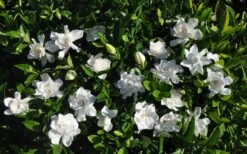 Summer Snow Gardenia - 3 Gallon Pot -Foxtail Plant Shop gardenia jasminoides summer snow 9