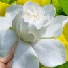 Gold Doubloon Gardenia - 1 Gallon Pot 12 Gold Doubloon Gardenia - 1 Gallon Pot -Foxtail Plant Shop gardenia ogon no hana gold doubloon 10 1