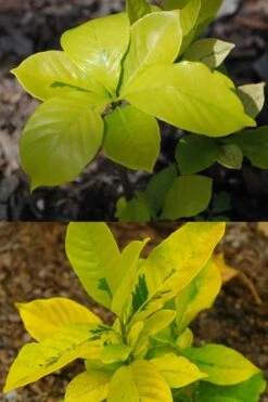Gold Doubloon Gardenia - 3 Gallon Pot -Foxtail Plant Shop gardenia ogon no hana gold doubloon 4