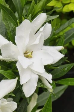 Radicans Creeping Dwarf Gardenia - 6 Pack Of 1 Gallon Pots -Foxtail Plant Shop gardenia radicans 22