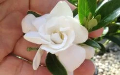 Jubilation Gardenia - 6 Pack Of 1 Gallon Pots -Foxtail Plant Shop gardeniajubilation 1