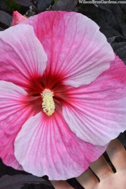 Starry Night Hardy Hibiscus (Rose Mallow) - 1 Gallon Pot -Foxtail Plant Shop hibiscus starry night rose mallow 2