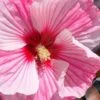 Starry Night Hardy Hibiscus (Rose Mallow) - 1 Gallon Pot -Foxtail Plant Shop hibiscus starry night rose mallow 3