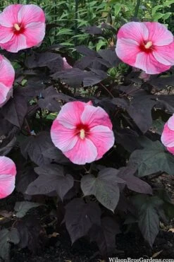 Starry Night Hardy Hibiscus (Rose Mallow) - 1 Gallon Pot -Foxtail Plant Shop hibiscus starry night rose mallow 4
