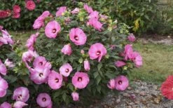 Summerific Candy Crush Hibiscus (Rose Mallow) - 1 Gallon Pot -Foxtail Plant Shop hibiscus summerific candy crush 13