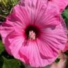 Summerific Candy Crush Hibiscus (Rose Mallow) - 1 Gallon Pot -Foxtail Plant Shop hibiscus summerific candy crush 19