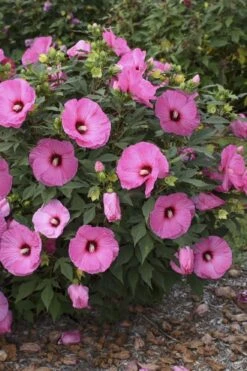 Summerific Candy Crush Hibiscus (Rose Mallow) - 1 Gallon Pot -Foxtail Plant Shop hibiscus summerific candy crush 9