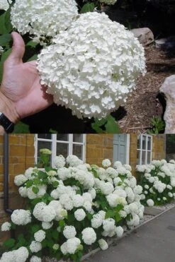 Annabelle Hydrangea - 3 Gallon Pot -Foxtail Plant Shop hydrangea annabelle 2 500x750 2