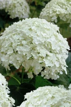 Annabelle Hydrangea - 3 Gallon Pot -Foxtail Plant Shop hydrangea arborescens annabelle 10 1