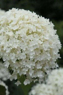 Annabelle Hydrangea - 3 Gallon Pot -Foxtail Plant Shop hydrangea arborescens annabelle 12 1