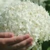 Incrediball Smooth Hydrangea - 3 Gallon Pot -Foxtail Plant Shop hydrangea arborescens annabelle 21 1